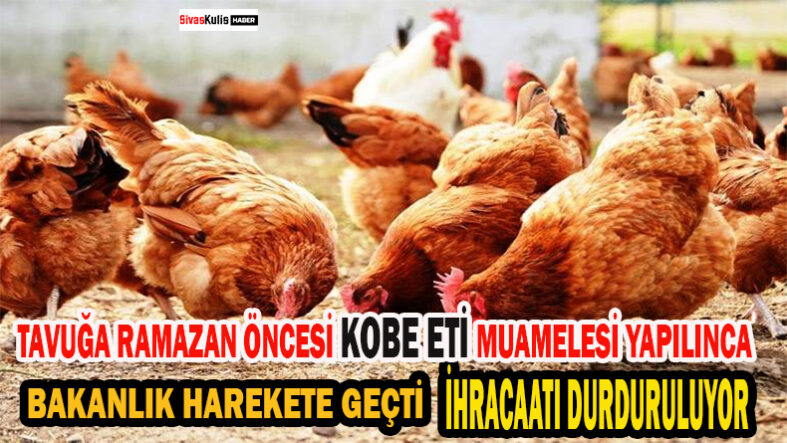 TAVUK