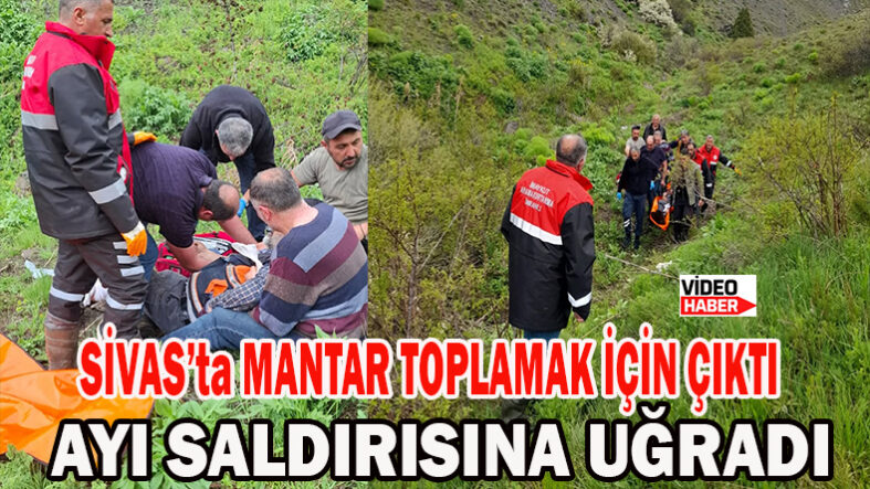Sivas’ta Mantar Toplamak İçin Çıktı Ayı Saldırısına Uğradı